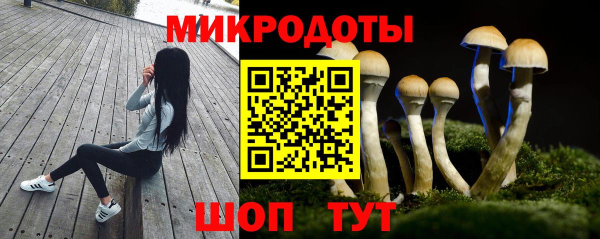 Псилоцибиновые грибы Psilocybine cubensis Полысаево